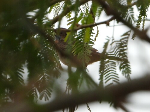Bluethroat