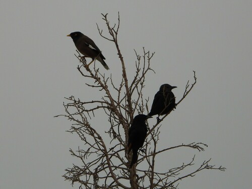 Tristram's Starling
