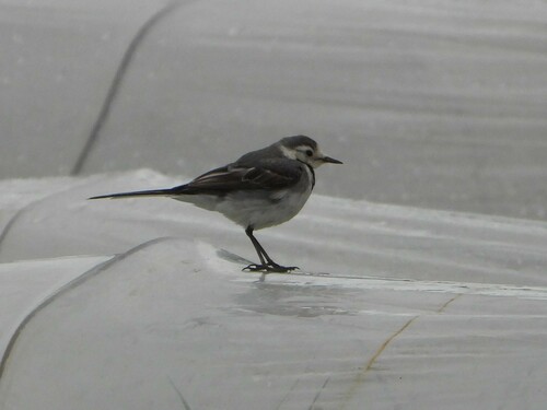 White Wagtail
