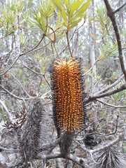 Banksia neoanglica