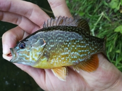 Lepomis gibbosus × cyanellus