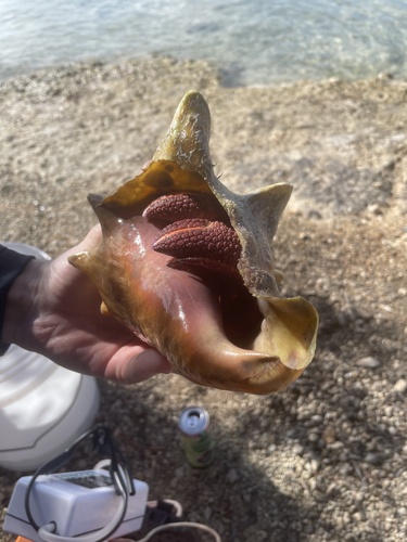 Photo of Atlantic Giant Hermit (Petrochirus diogenes)