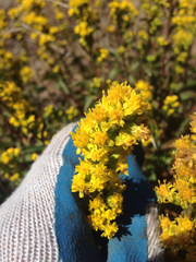 Solidago spathulata