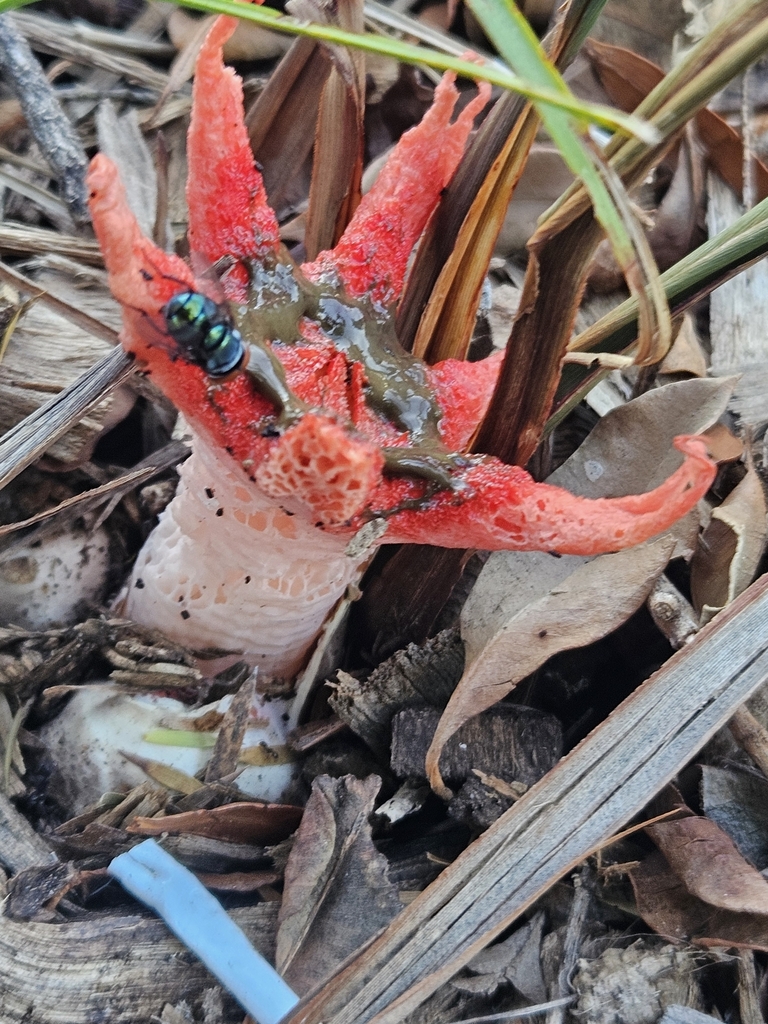 Aseroe rubra · February 2025 · photo: © marsyd (iNaturalist, cc0)