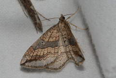 Orthonama evansi