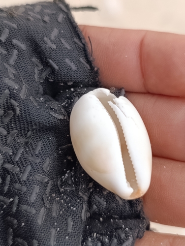Cypraea isabellamexicana, 2025-02-23