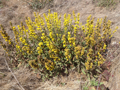 Solidago spathulata