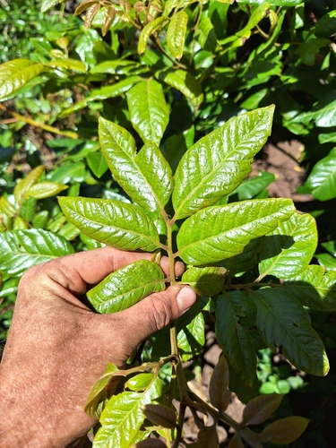 Alectryon excelsus