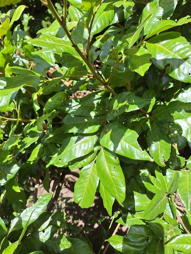 Alectryon excelsus