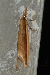 Donacaula albicostellus