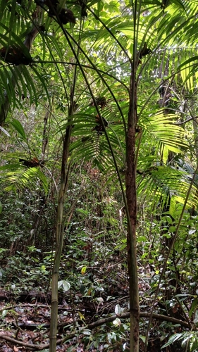 Largest Shadowpalm (Geonoma maxima)