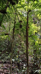 Geonoma maxima