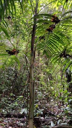 Image of Geonoma maxima by (c) Guillaume Delaitre, some rights reserved (CC BY)