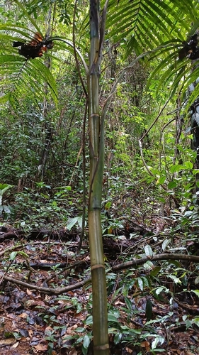 Image of Geonoma maxima by (c) Guillaume Delaitre, some rights reserved (CC BY)