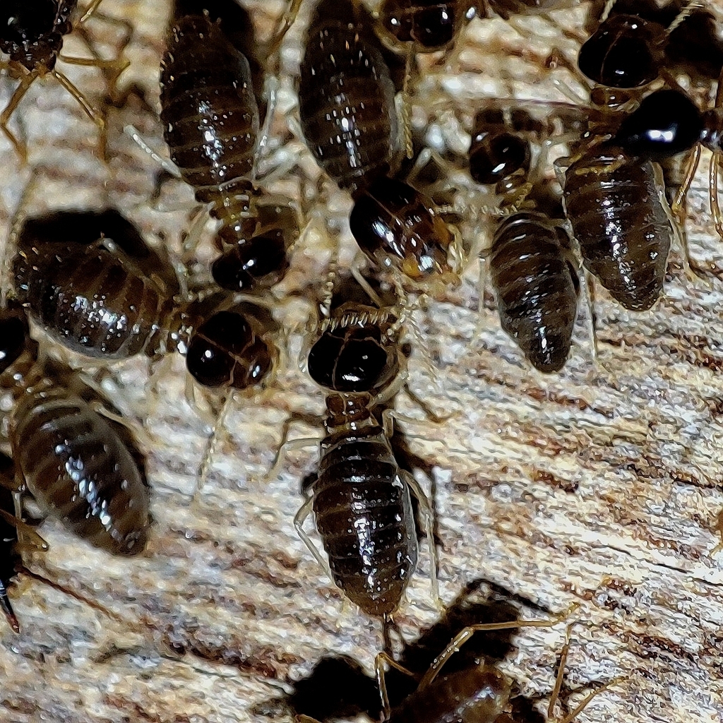Velocitermes heteropterus
