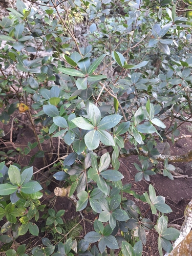 Image of Pittosporum cornifolium by (c) Oscar Dove, some rights reserved (CC BY)