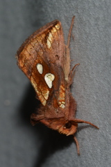 Plusia magnimacula