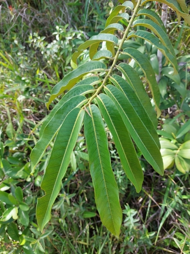 Foto de Ucuuba