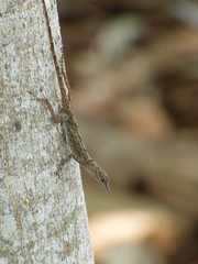 Anolis argenteolus