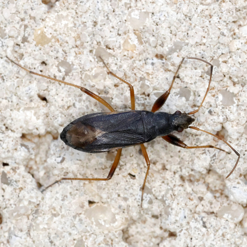 Zeridoneus knulli