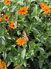 Papilio glaucus