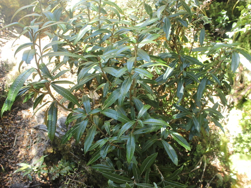 Common tree daisy (Olearia arborescens)