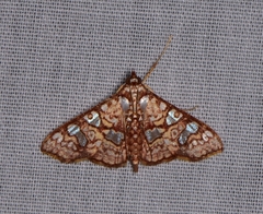 Glyphodes canthusalis