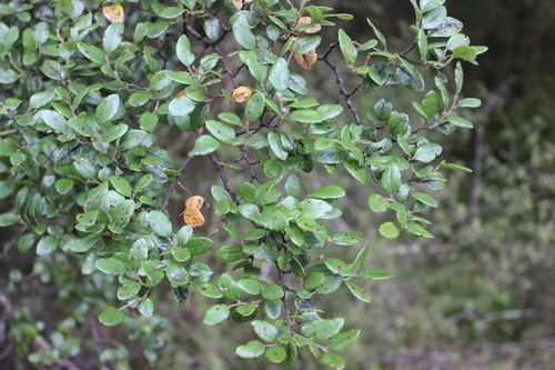 Nothofagus × apiculata (Nothofagus × apiculata)