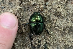 Geotrupes splendidus