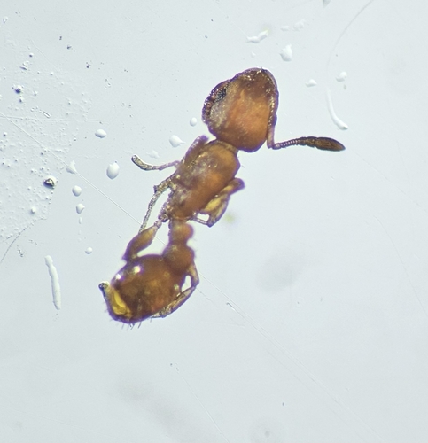 Temnothorax terrigenaTemnothorax terrigena