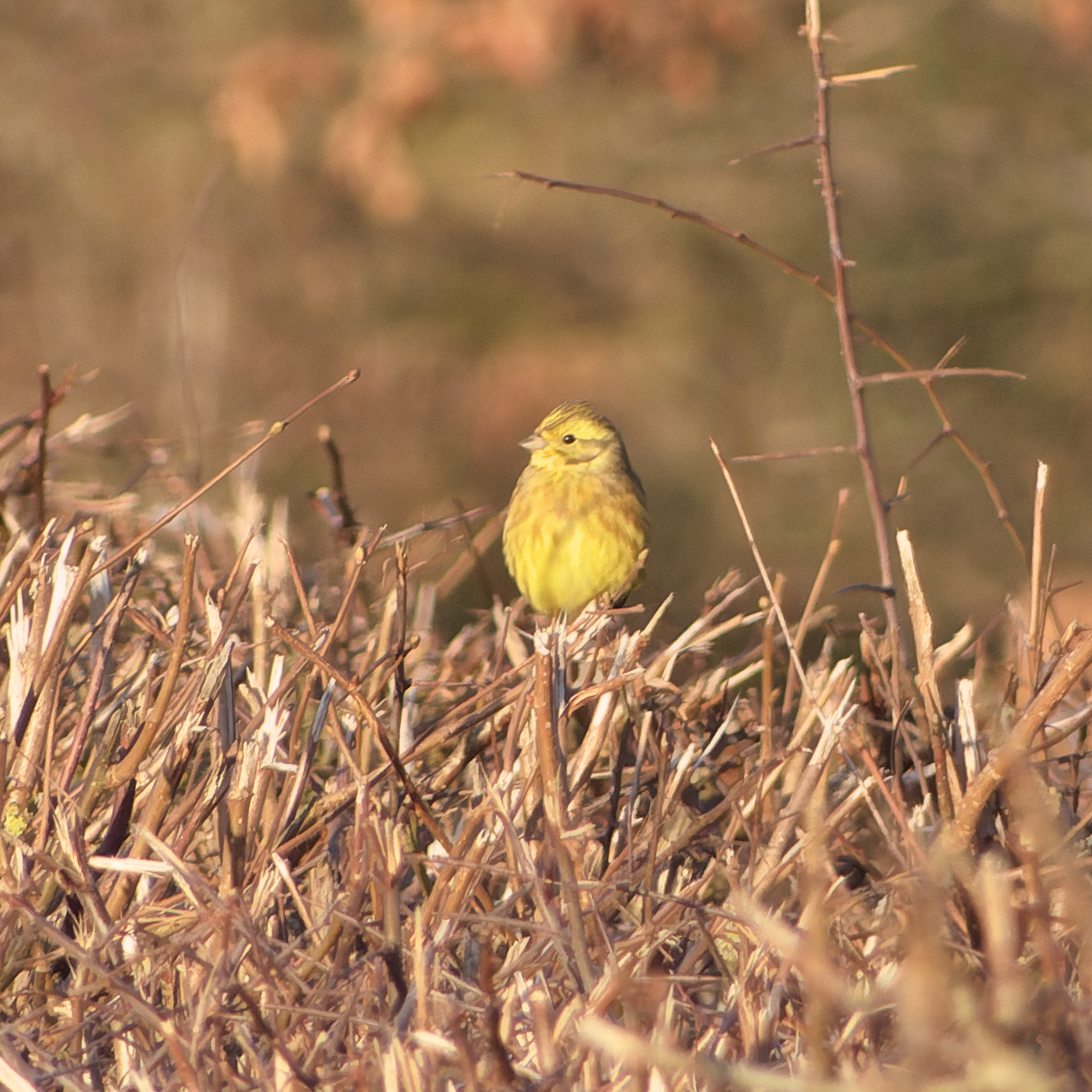 Yellowhammer