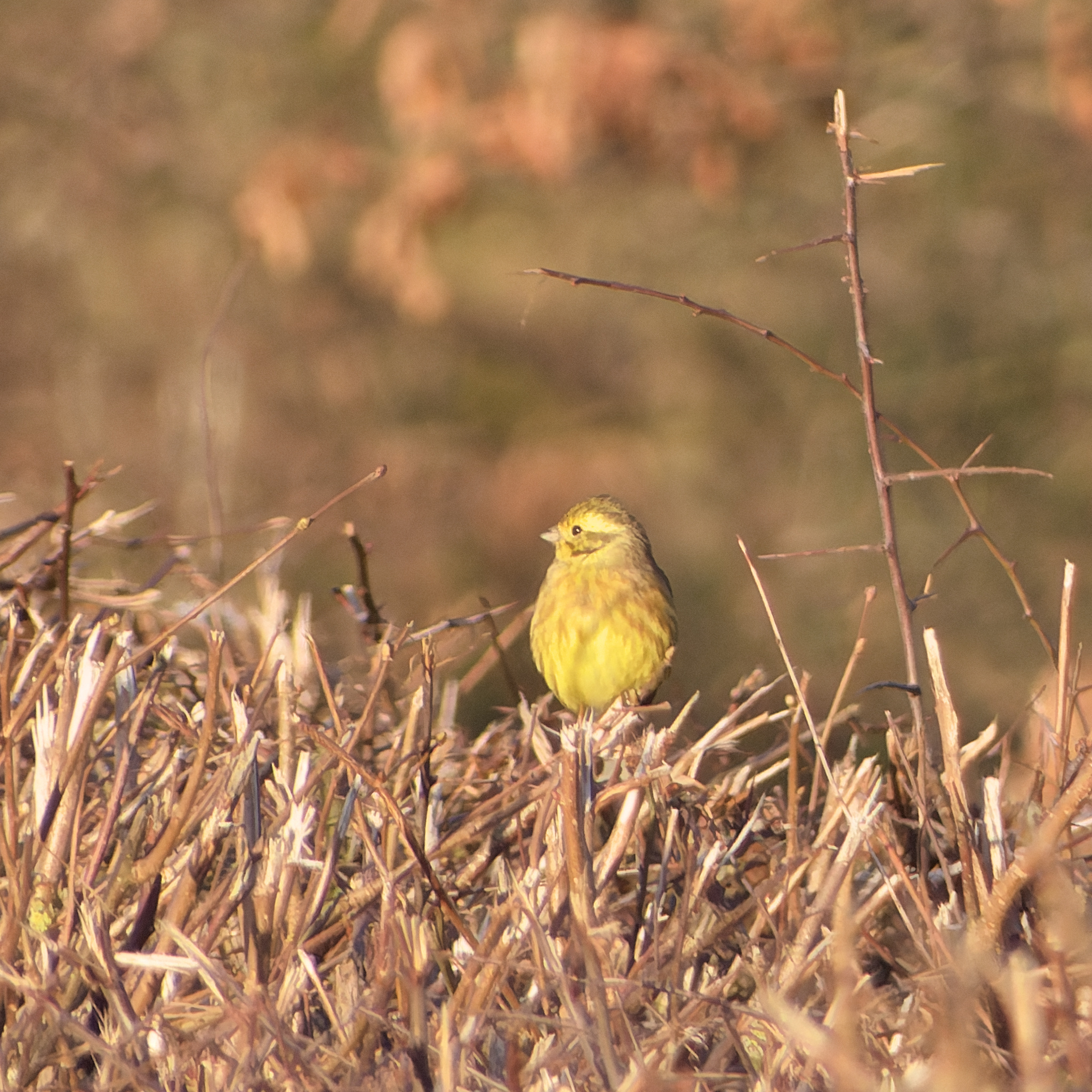 Yellowhammer