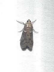 Acrobasis betulella