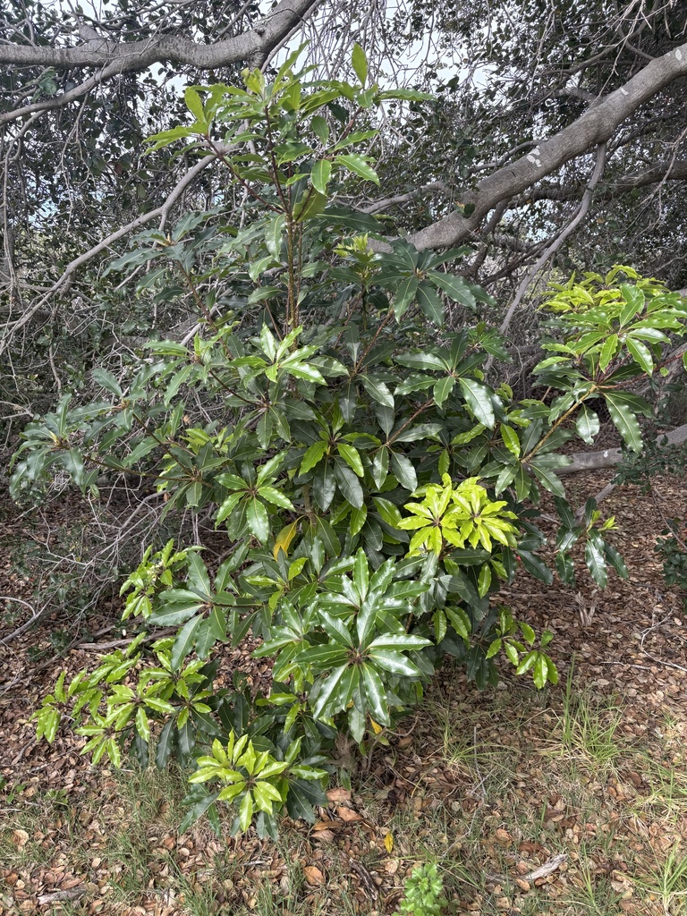 Pittosporum undulatum botanical reference