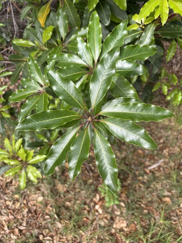 Pittosporum undulatum