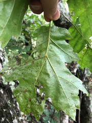 Quercus acerifolia