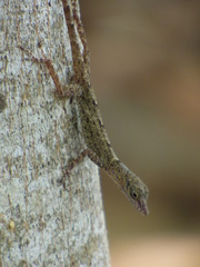 Anolis argenteolus