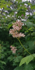 Filipendula palmata
