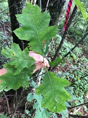 Quercus acerifolia