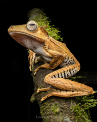 File-Eared Tree Frog photo 2