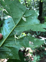Quercus acerifolia