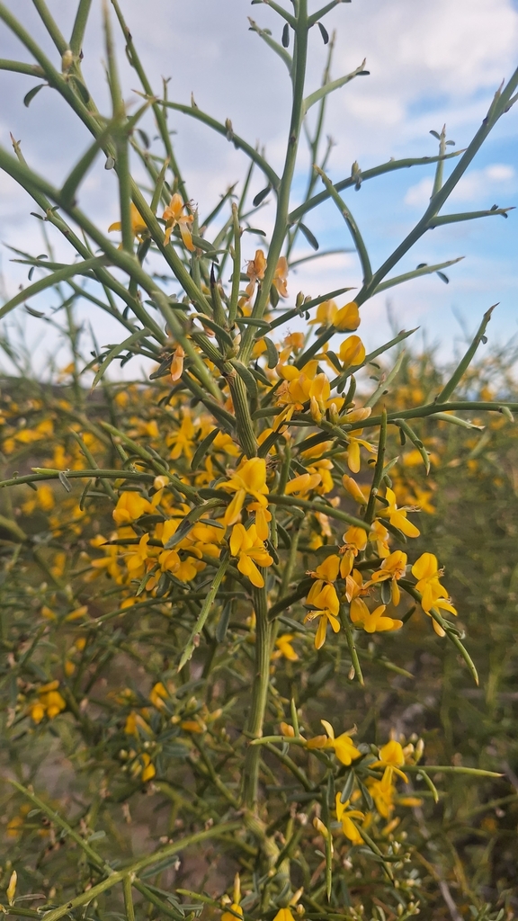 Genista fasselata