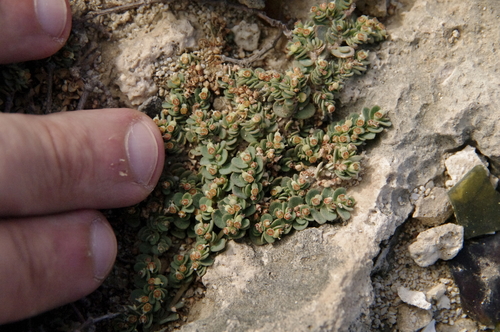 Image of Euphorbia pergamena by (c) Eric Knight, some rights reserved (CC BY)