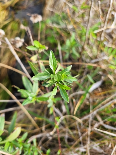 Image of Baccharis glutinosa by no rights reserved