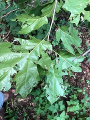 Quercus acerifolia