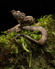 Bornean Palm Pit-Viper photo 1