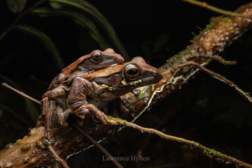 Brown Tree Frog, Leptomantis harrissoni