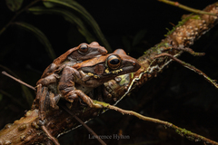 Brown Tree Frog photo 2