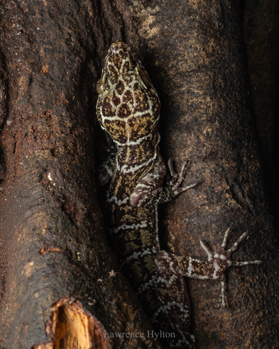 Borneo Bow-fingered Gecko