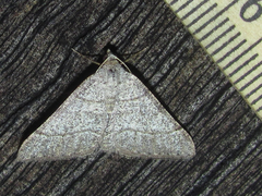 Digrammia muscariata